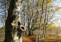 Naturen omkring Veddum