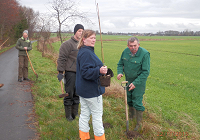 Plantning af kirsebær 2014