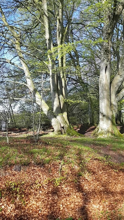 Solbjerg Sønderskov