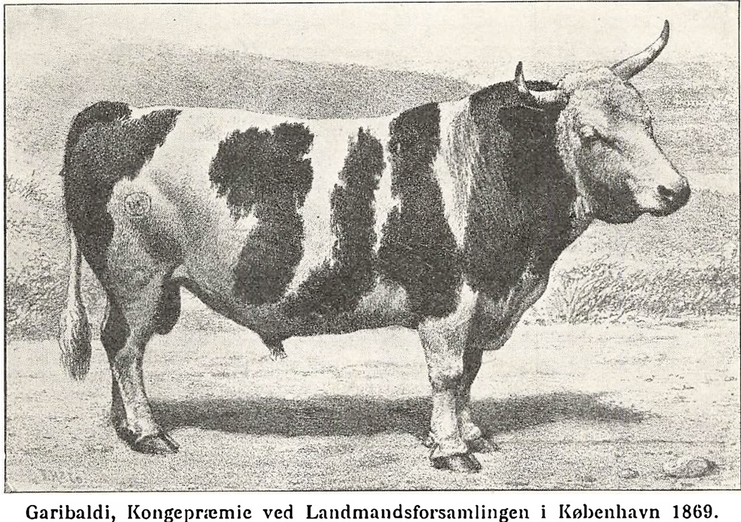 Garibaldi Præmietyren fra Veddum