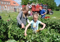 Majbøg
