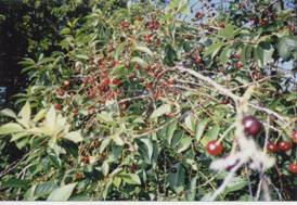 Historien om kirsebærene i Veddum